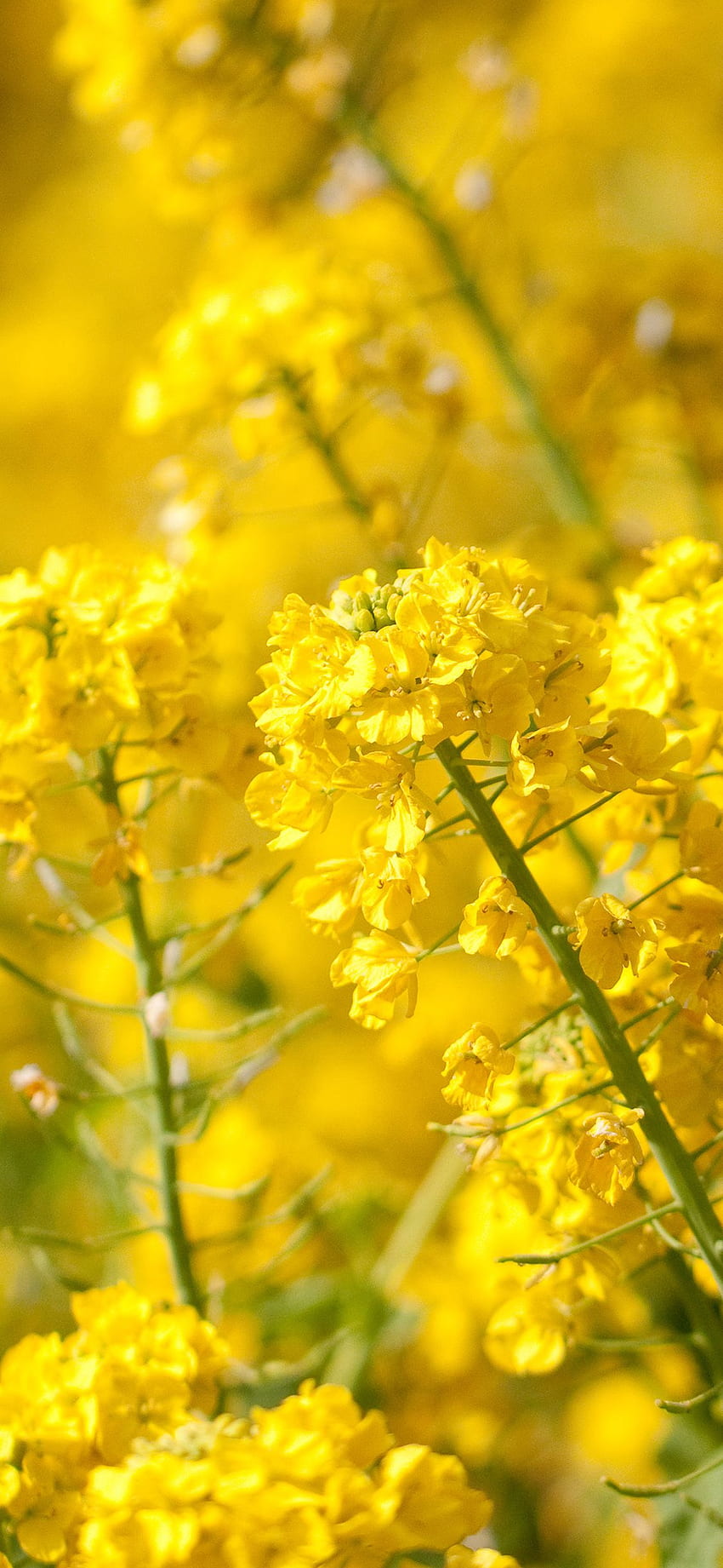 iPhoneXpapers - yellow flower spring fun nature HD phone wallpaper