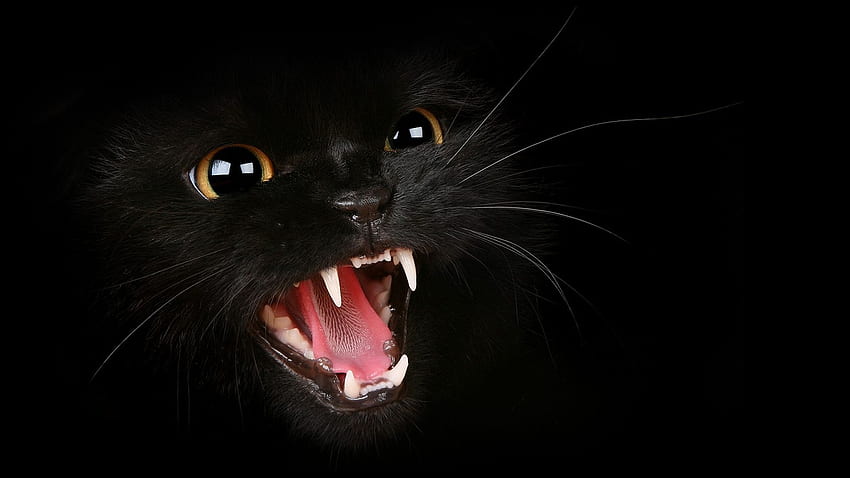 Scary Cats , Evil Black Cat HD wallpaper