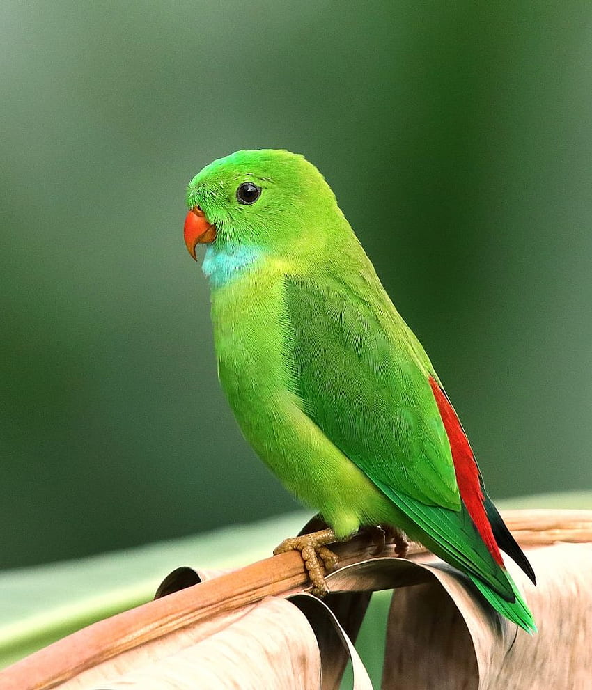 Ptak, zielony, ptak, papuga, GoldPoster Tapeta na telefon HD