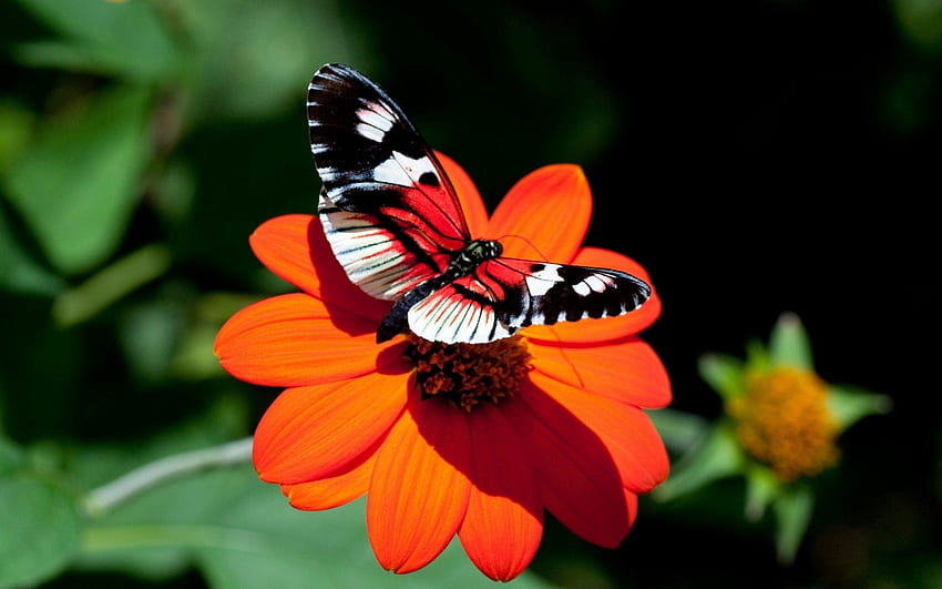 Flower, Macro, Flight, Butterfly, Wings HD wallpaper