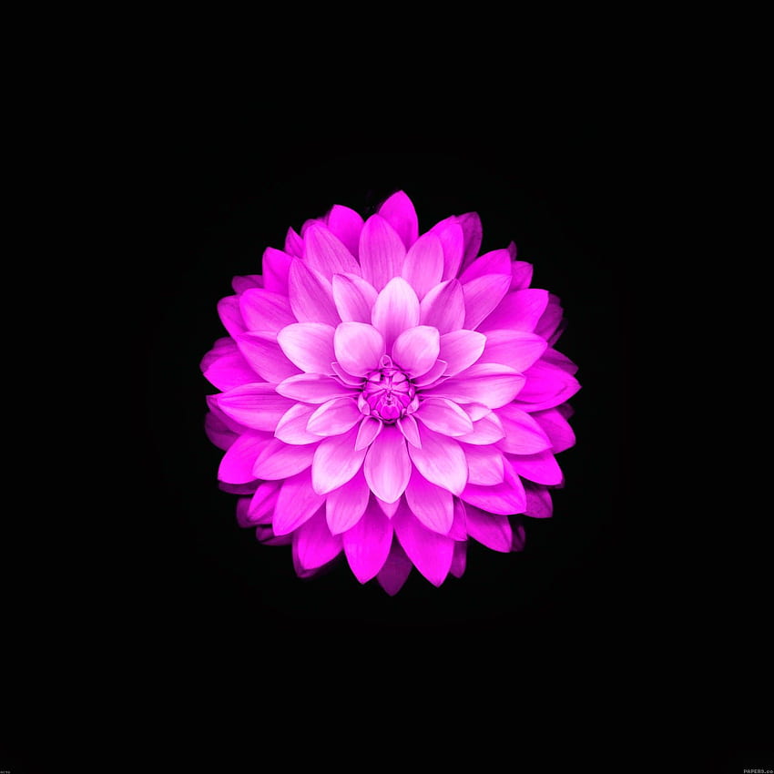 Apfel-Lotus-Blume, lila Lotus HD-Handy-Hintergrundbild