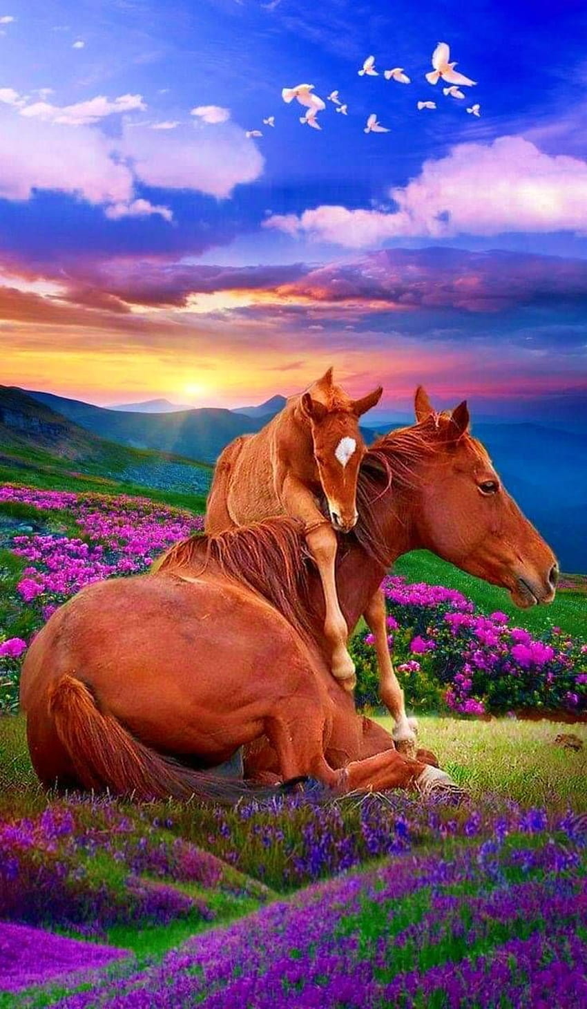 Wschód słońca!. Koń, piękne konie, konie, słodkie konie Tapeta na telefon HD