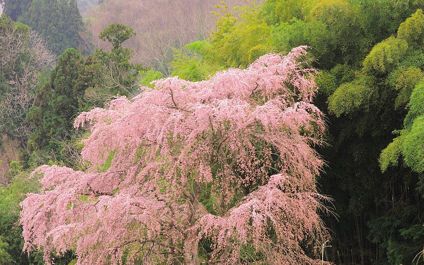 Alam, Pohon, Musim Panas, Mekar, Berbunga, Hijau Wallpaper HD