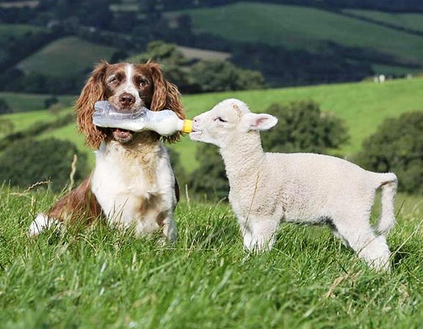So Caring!, dog, cute, caring, lamb HD wallpaper