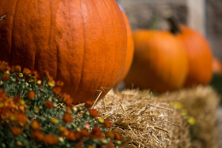 Autumn Scene, pumpkin, autumn, harvest HD wallpaper
