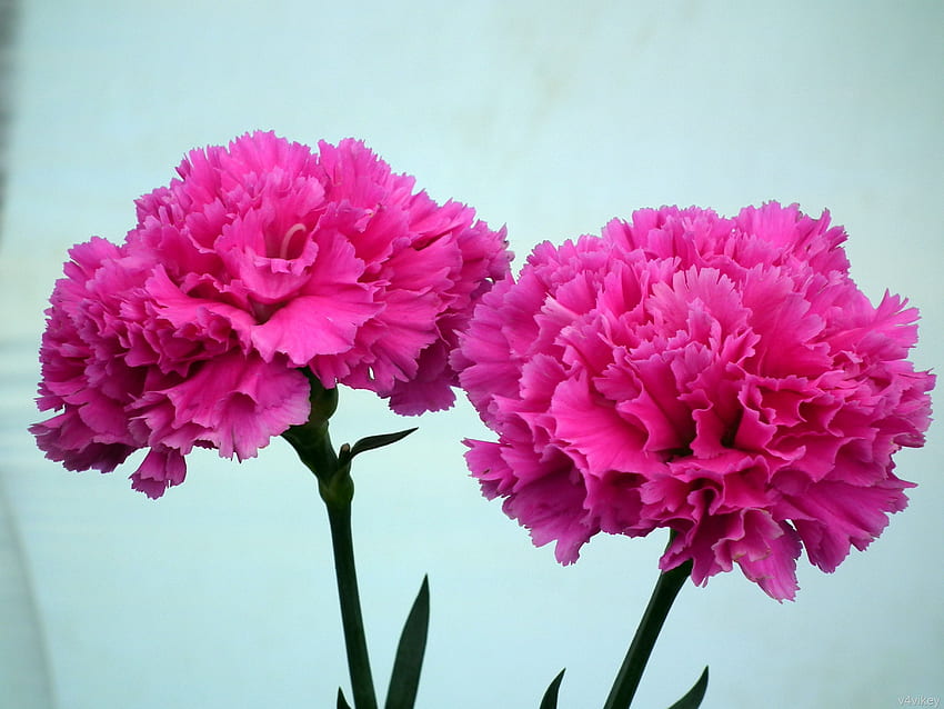 Pink Carnation, Carnation Flower HD wallpaper | Pxfuel