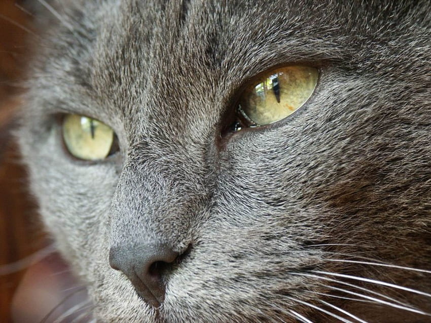 CLOSE UP OF CATS FACE, eyes, color, olive HD wallpaper
