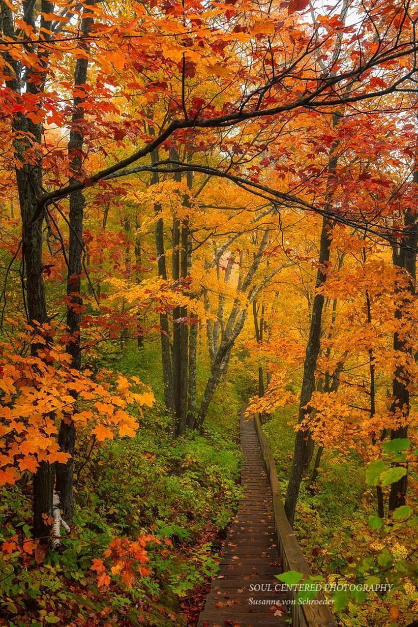 秋の風景、自然の、ミネソタの秋 HD電話の壁紙