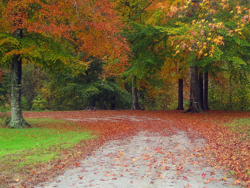 風景, 自然, 木, 秋, 道路 高画質の壁紙