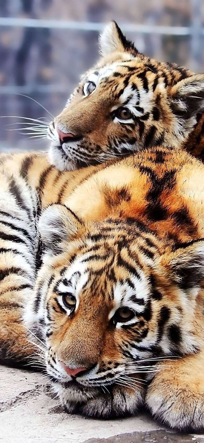 Two Cute Tigers IPhone 11 Pro XS Max , Background HD phone wallpaper
