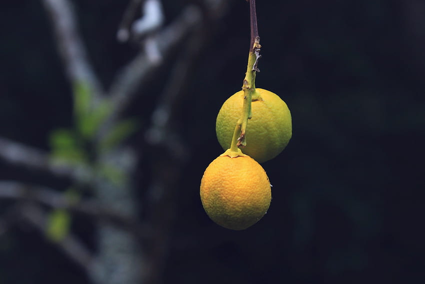 Lebensmittel, Zitronen, Zweig, Zitrusfrüchte HD-Hintergrundbild
