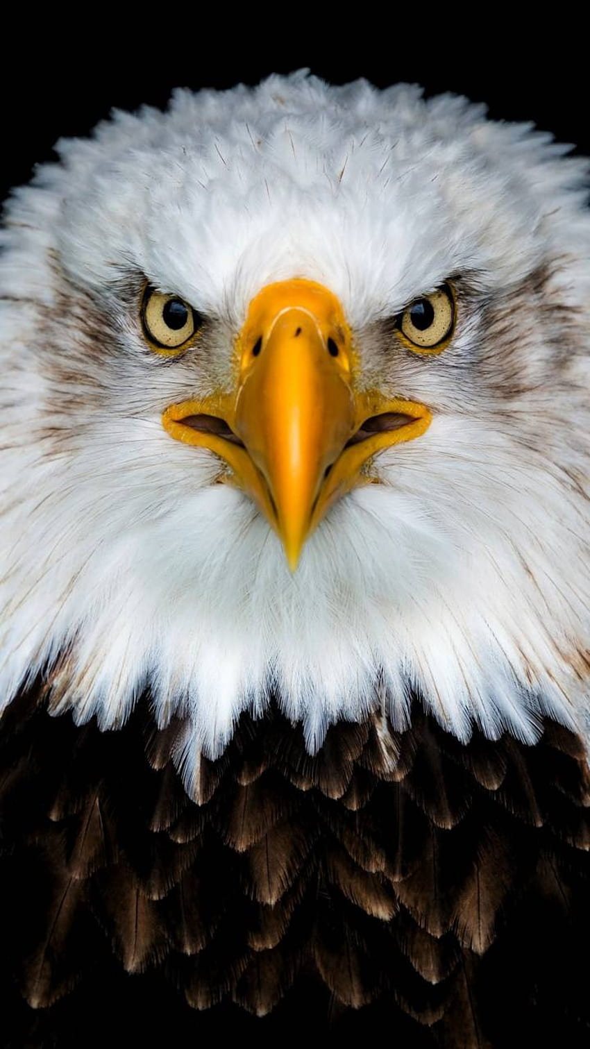 Eagle and Background, Native Eagle HD phone wallpaper