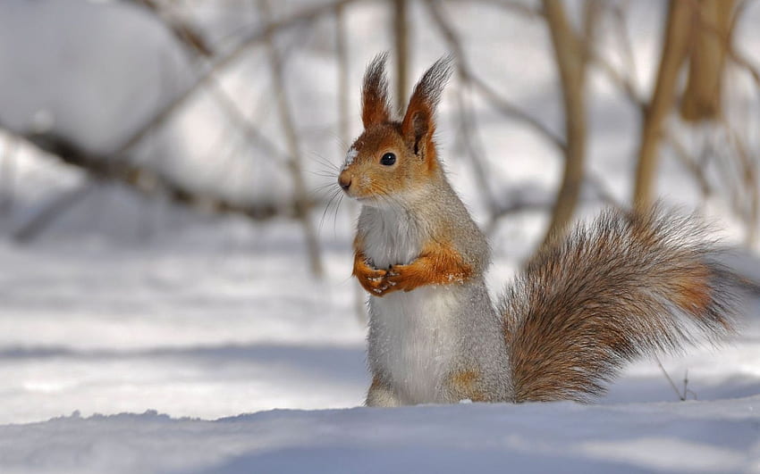Animals, Winter, Squirrel, Snow, Wood, Forest, Park, Tree, Climb, Fluffy Tail HD wallpaper