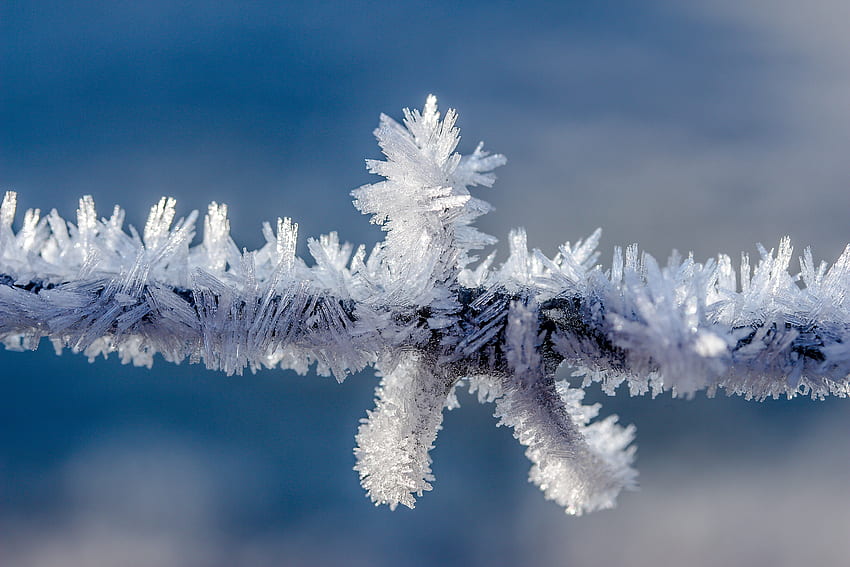 Winter, Macro, Branch, Hoarfrost, Frost HD wallpaper