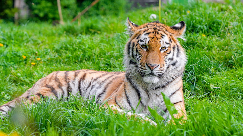 Le tigre aux yeux jaunes avec un regard fixe est allongé sur le tigre de l'herbe verte Fond d'écran HD