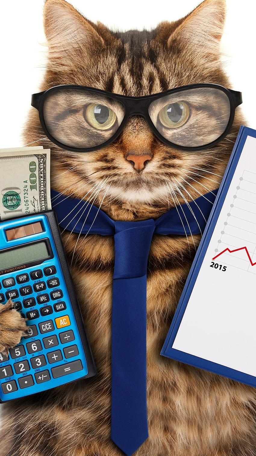 Funny animals, cat, glasses, tie, calculator, money, accountant HD phone wallpaper