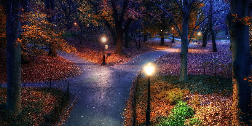 maple leafed plant, gray pave road at night HD wallpaper