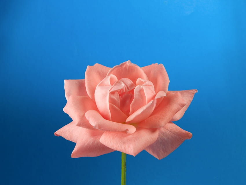 A pink rose all by its lonesome self agaist a blue sky.., rose, pink sky, alone, flower HD wallpaper