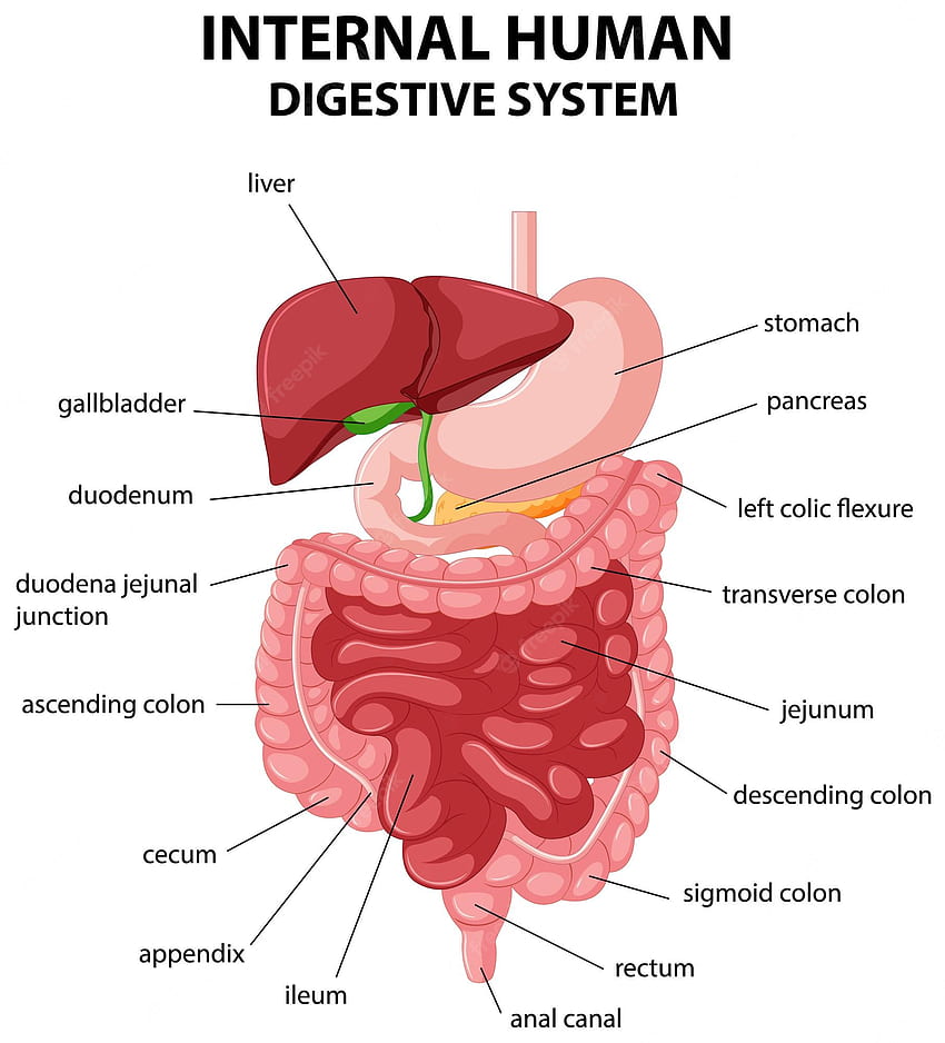 Système digestif humain. Vecteurs, Stock & PSD Fond d'écran de téléphone HD