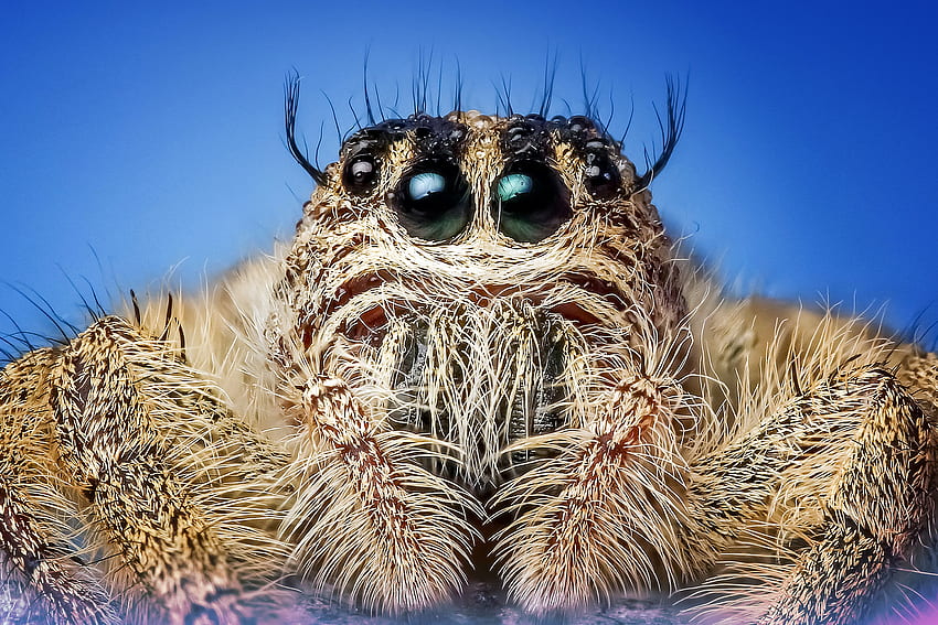 매크로, 눈, 곤충, 거미 HD 월페이퍼