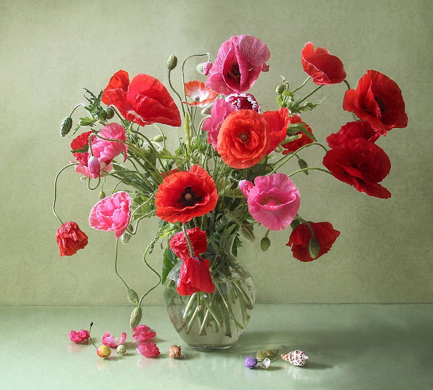Poppy evening, Still life, Vase, Poppies, Shell HD wallpaper