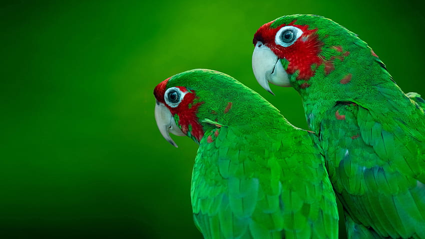 Parrots, animal, bird, green, parrot HD wallpaper