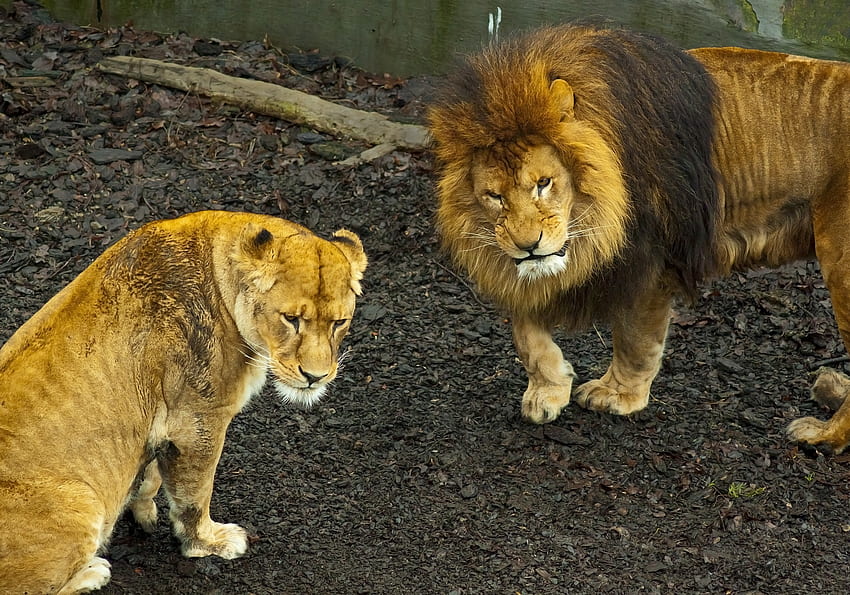Animals, Lion, Predator, Lioness, Stroll HD wallpaper