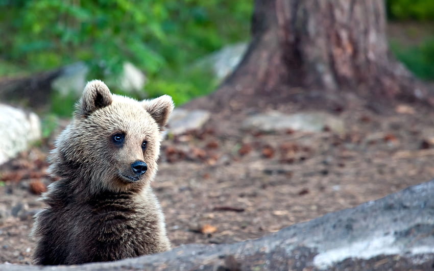 สัตว์ ฤดูร้อน ป่า หมี ความประหลาดใจ ความประหลาดใจ วอลล์เปเปอร์ HD