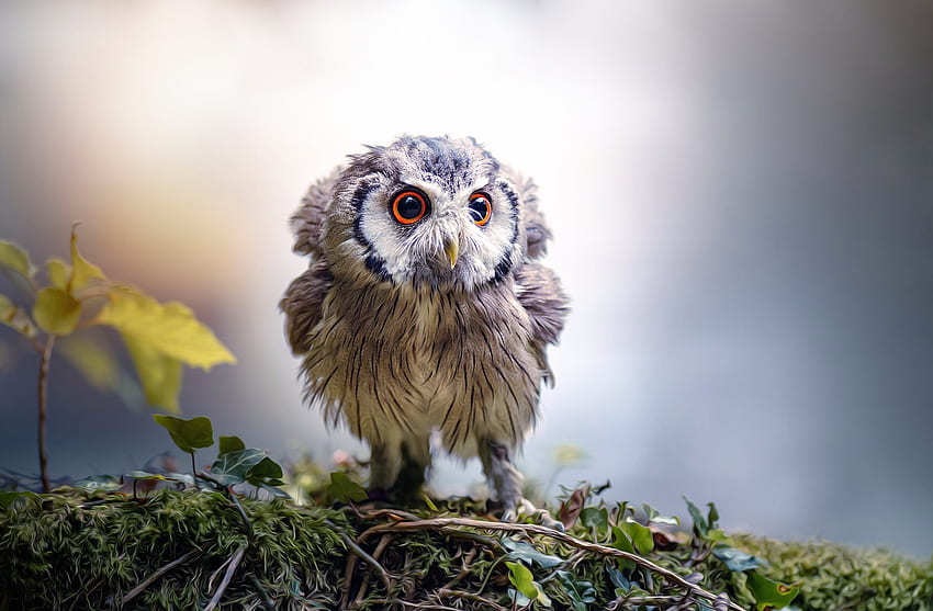 Owl, cucuvea, bird, pasare, bufnita, cute, little HD wallpaper