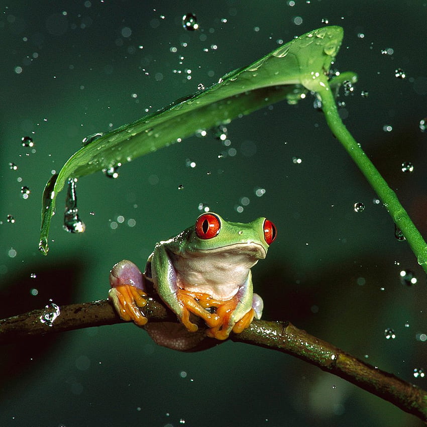 Tree Frog, Green Tree Frog HD phone wallpaper