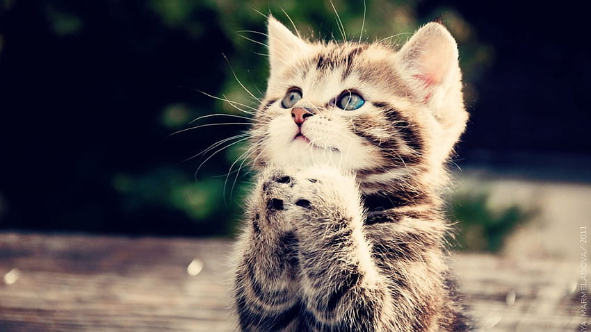 Please, God?, kitten, cute, funny, paws HD wallpaper