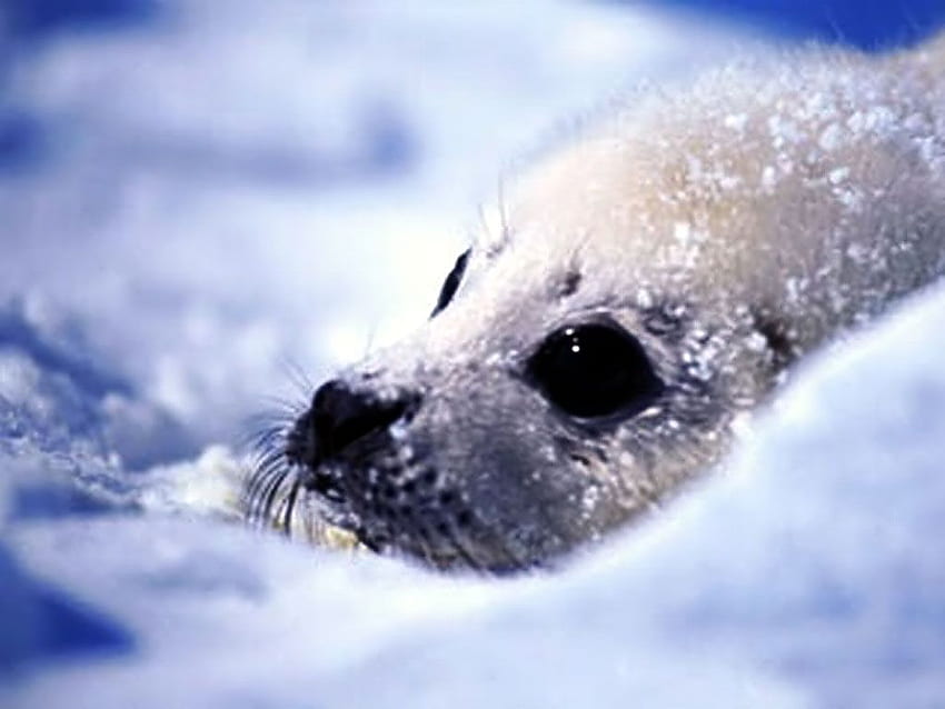 seal cute seal water gallery seal cute seal [] for your , Mobile & Tablet. Explore Seal . Baby Seal , CIA Seal, Baby Harp Seal HD wallpaper