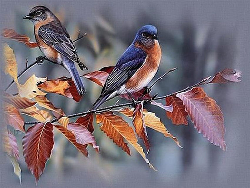 새, 귀여운, 새, 동물 HD 월페이퍼