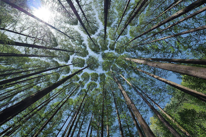 Natural climate[1920*1080] :, Crown Shyness HD wallpaper