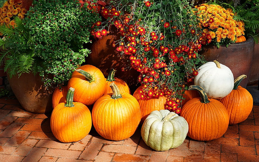 Pumpkins and Flowers, autumn, pumpkins, harvest, flowers HD wallpaper