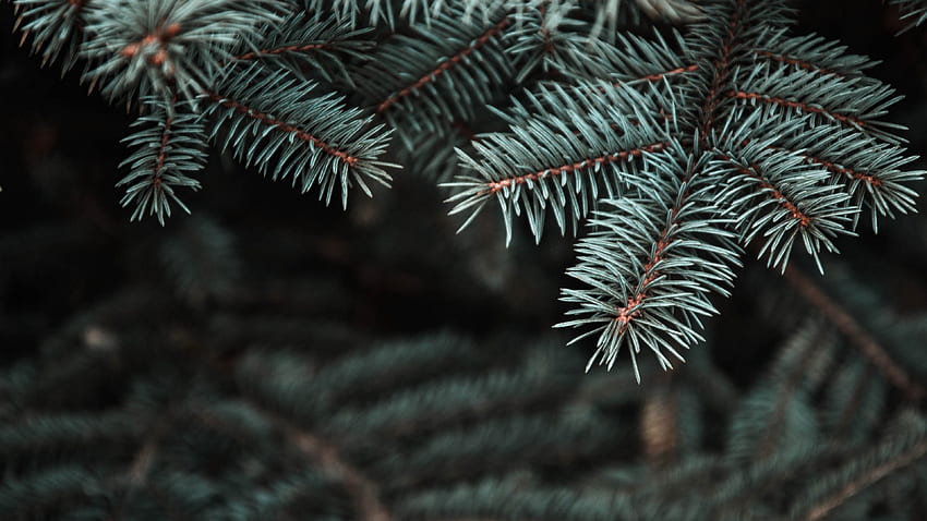 Pine tree needles Ultra - HD wallpaper