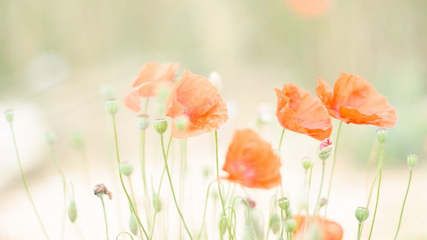 Pastellfarbe, Blume, Blütenblatt, Orange, Aquarellfarbe, Coquelicot, Pastellblumen HD-Hintergrundbild