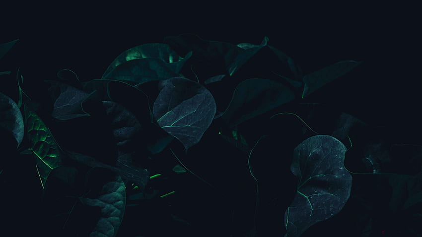 folhas, planta, escuro, verde, sombra Escuro, Folhas, Planta papel de parede HD