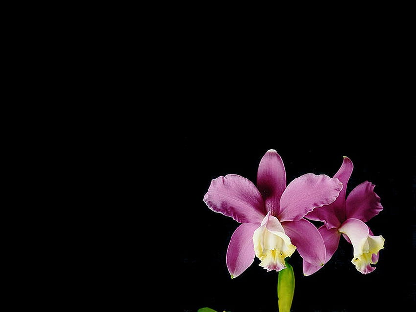 Orchid on black, purple, orchid, black, flower HD wallpaper