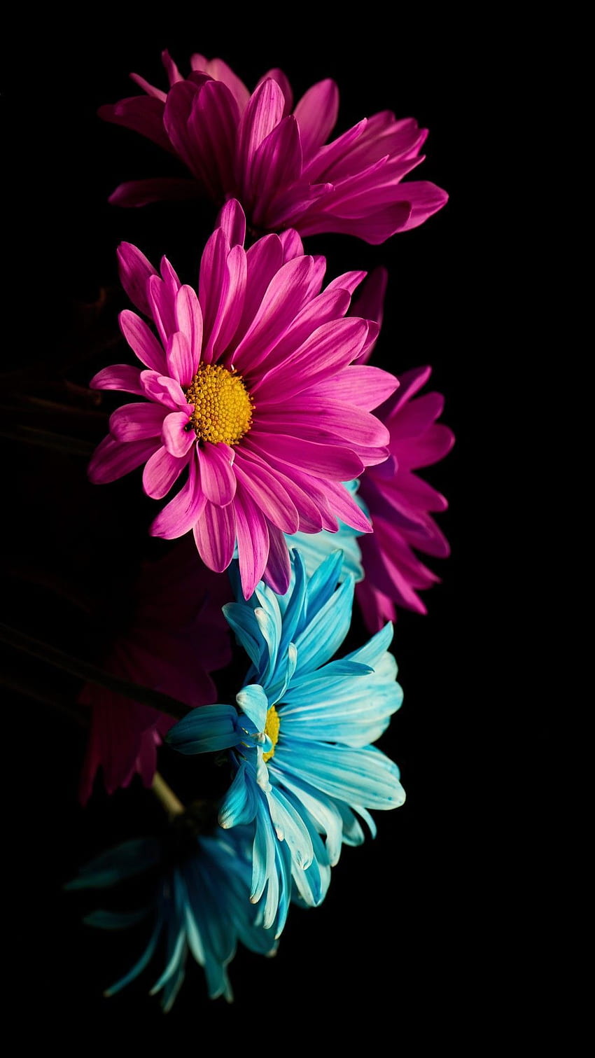 iPhone Fioletowe Piękne Kwiaty - Novocom.top, Fioletowy Słonecznik Tapeta na telefon HD
