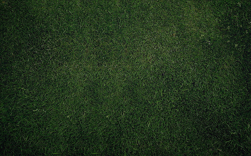Doku Çim. çimen , çim dokuları, yeşil çim arka plan, koyu yeşil düz HD duvar kağıdı