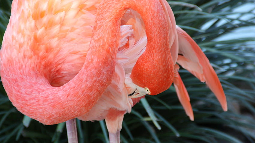 Flamingo, , , Sun Diego, kebun binatang, burung, merah, bulu, pariwisata, kolam, OS Wallpaper HD