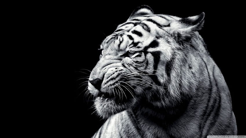 虎の黒と白 高画質の壁紙