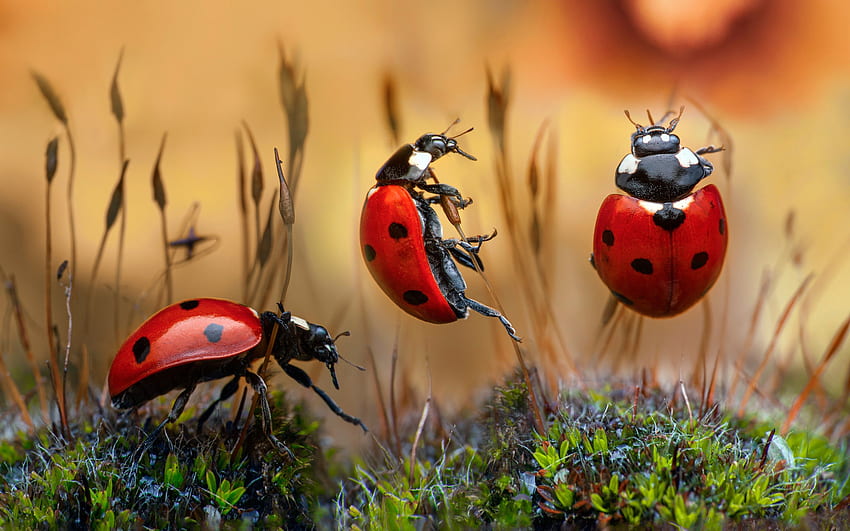 Marienkäfer, Tier, Makro, Insekt HD-Hintergrundbild