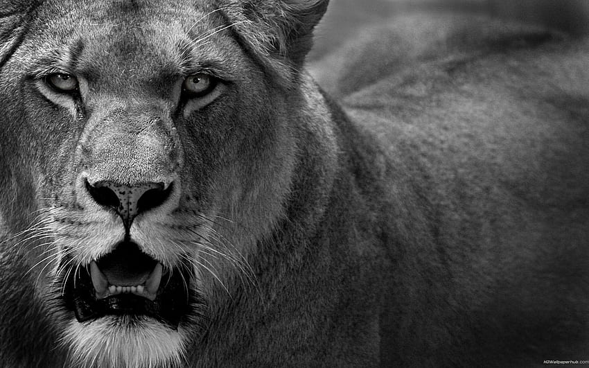 . singa yang marah, Singa yang Menakutkan Wallpaper HD