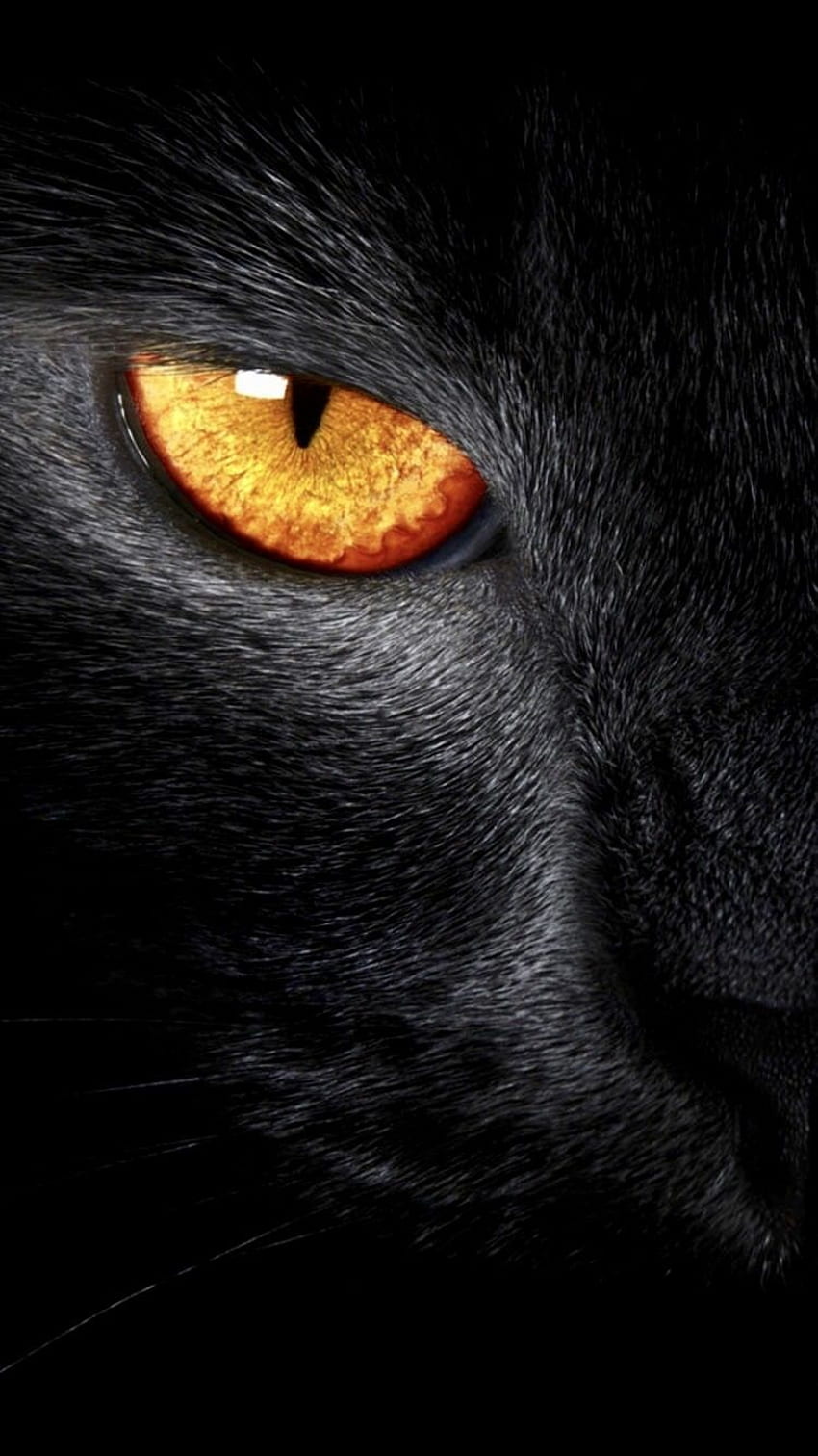 Черни котешки очи, сладки животни, животни, очи на черна пантера HD тапет за телефон