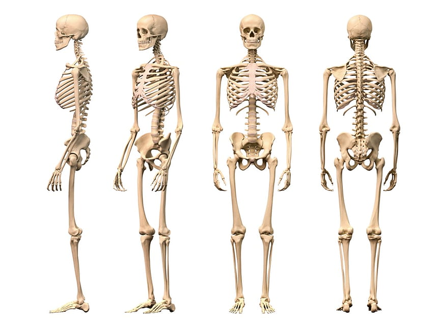 El sistema esquelético humano 1 de Google Play APK, esqueleto humano fondo de pantalla