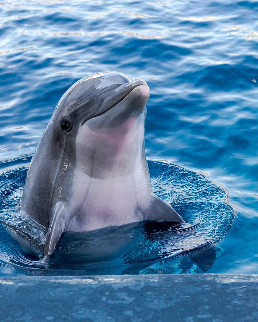Delfin: [HQ], Delfine unter Wasser HD-Handy-Hintergrundbild