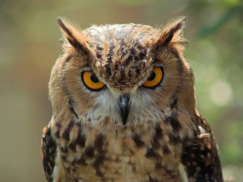 สัตว์ที่สวยงาม นกป่าที่ไม่ธรรมดา Mad Owl - พื้นหลังคุณสูง นกฮูก นกฮูก สัตว์ป่า นกฮูกโกรธ วอลล์เปเปอร์ HD