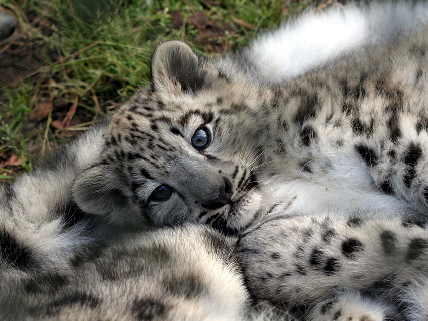 Animalia, cucciolo di leopardo delle nevi Sfondo HD
